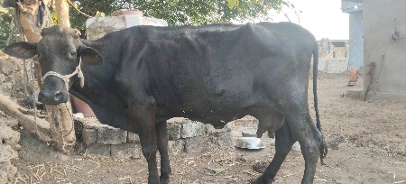 ગાય વેચવાની છે