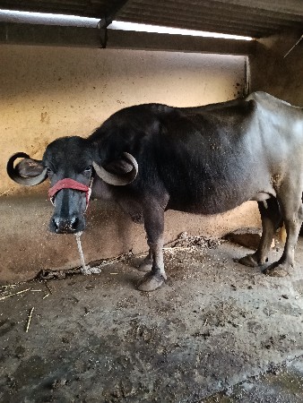 ભેંસ વેચવાની છે