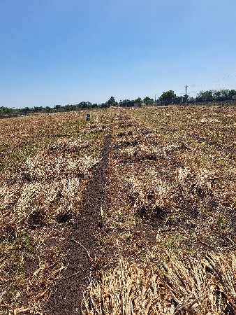 બાજરા ની કળબ વેચવાની છે