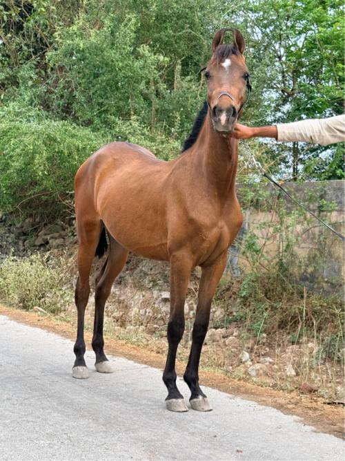 વસેરિયું