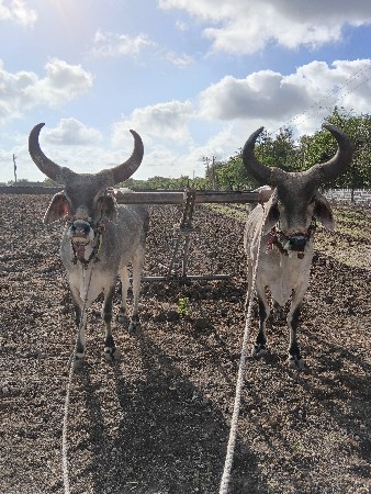 બળદ વેચવાના છે
