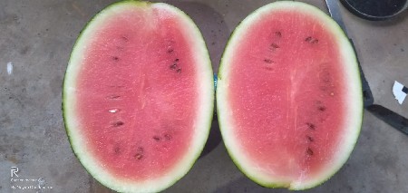 તરબૂચ 🍉