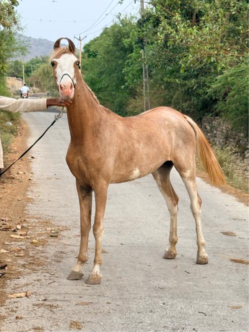 થંબનેલ 2