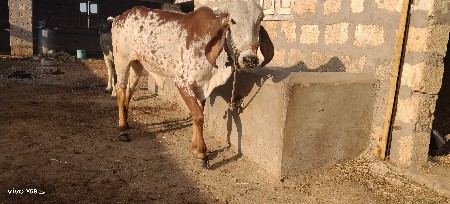 વાજડી વેચવાની છે