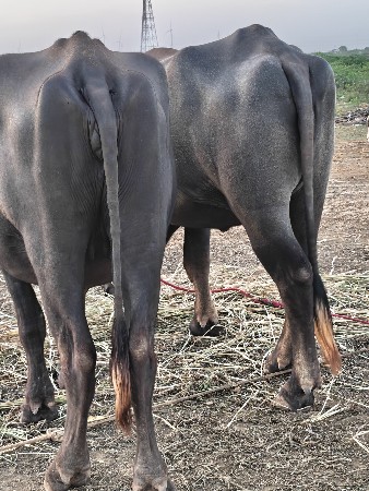 બે ખડેલા