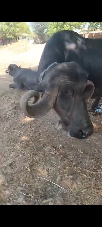 વેચવાની છે