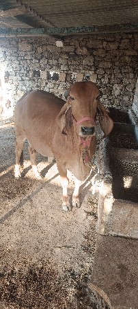 વેચવાની છે