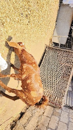 બકરો વેચવાનો છે