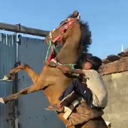 આ ઘોડો વેચવાનોશે બાલભમરીનો ચોખો