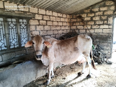 ગાય વેચવાની સે