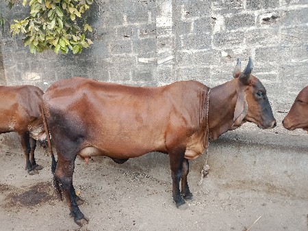 1 લું વેતર