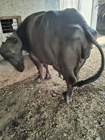 બીજી વેતર બે ચાર દિવસ ની કાચી