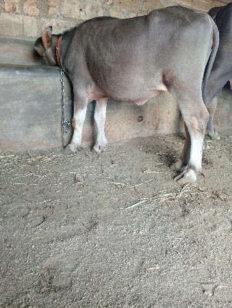 थंबनेल 3