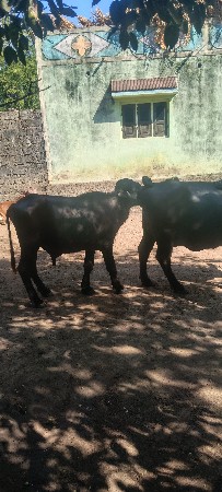 પાડો વેચવાનો છે