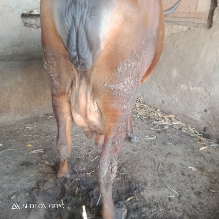 જર્સી ગાય વેચવાની છે