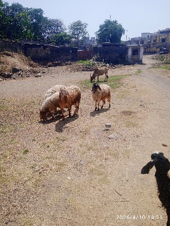 દોઢ વર્ષના બે ઘેટા છે લંબા સારી