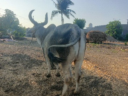 2 ઘરઘ વેશવા નો સે