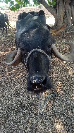 ભેંસ વેચવાની છે