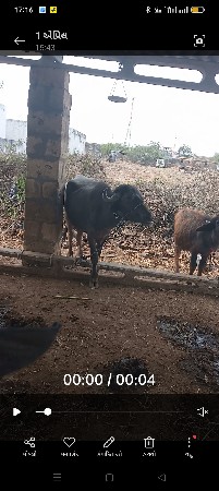 1 khadali 1 padi vachvani saa