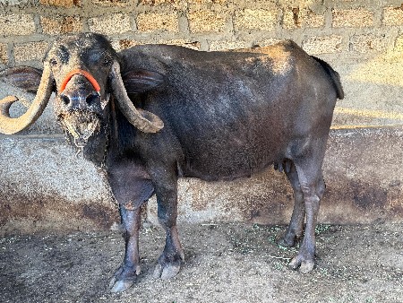 સાવ સોજી ભેંસ છે