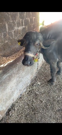 थंबनेल 3