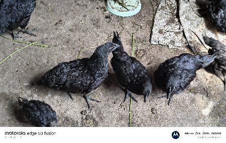 થંબનેલ 3