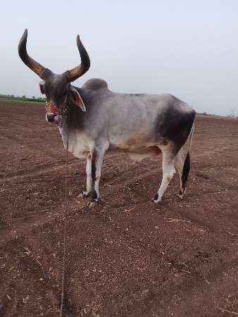 थंबनेल 2