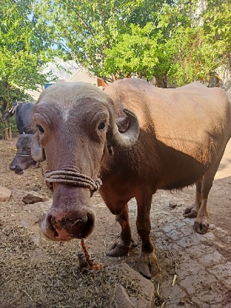 थंबनेल 2