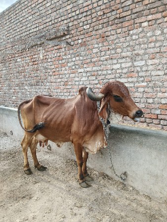 गिर गाय वेचवानी छे