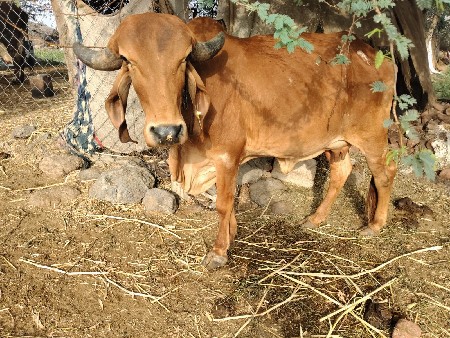 2 વેતર 20 દીવસ ની વાર સે