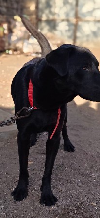 કુતરી વેચવાની છે