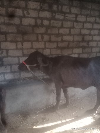 थंबनेल 3