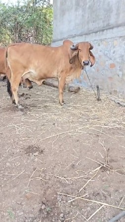 તીજુ વેતર છે