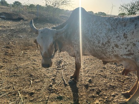 थंबनेल 2