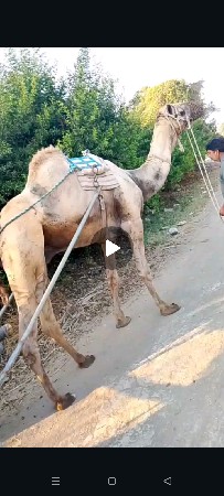 ઊંટ વેચવાનો છે