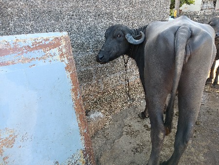 1 mahina ni farel 3.5varas ni