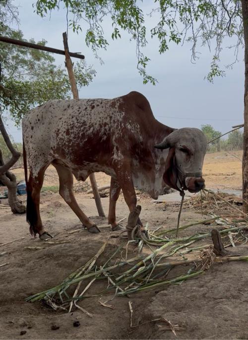 ગીર વાછડી વેચવાની છે કિંમત વાળી છે લેવી હોય એજ ફોન કરજો