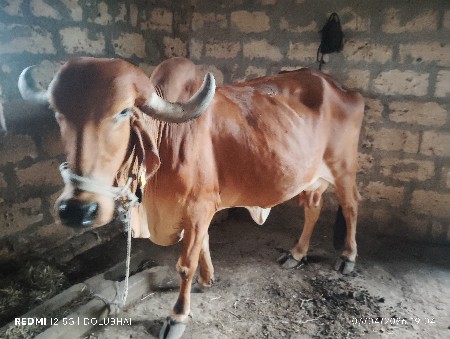 थंबनेल 3