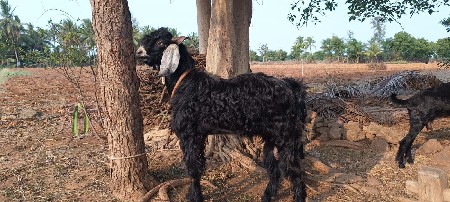 આપેલ કિંમત અંદાજિત કિંમત છે