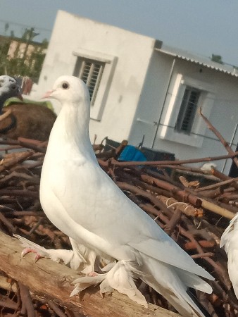 थंबनेल 2