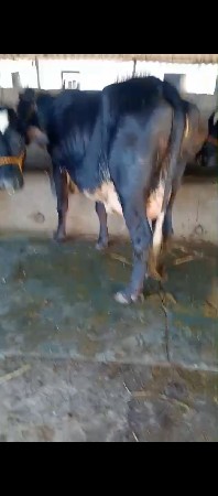 થંબનેલ 4