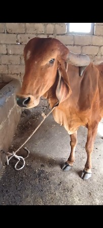 ગાય વેચવાની છે