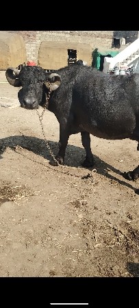 ભેંસ વેચવાની છે