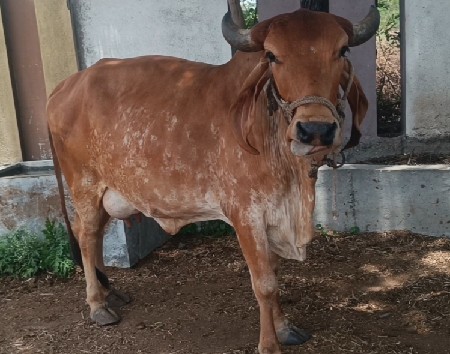 ગાય વેચવાની છે