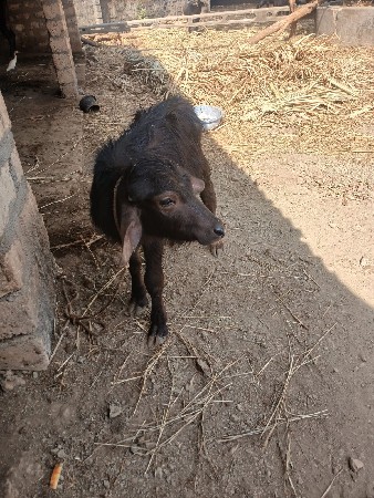 थंबनेल 3