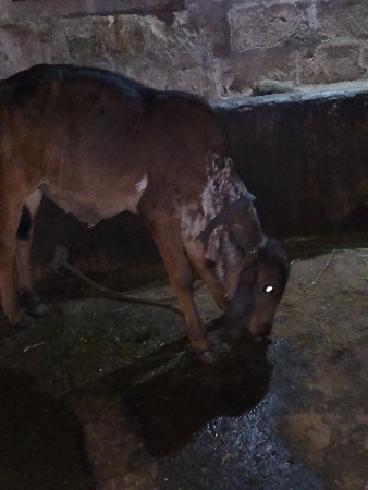 vasdi vesvani se gir