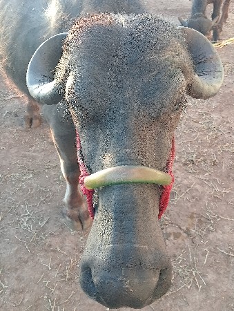 ભેંસ વેચવાની છે