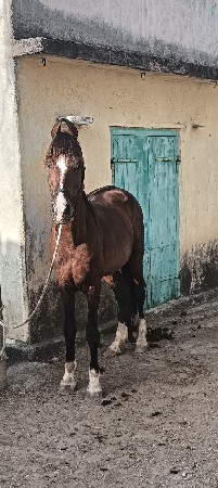 આ ધોડો વેસવાનો સે સાટા કરવાના સે