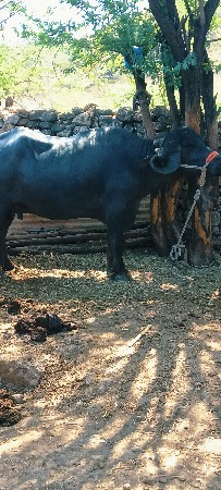 थंबनेल 3