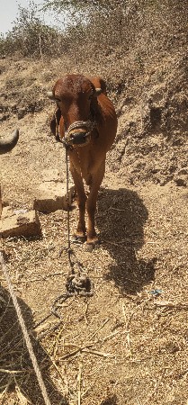 વાસડાવેચવાનાછે